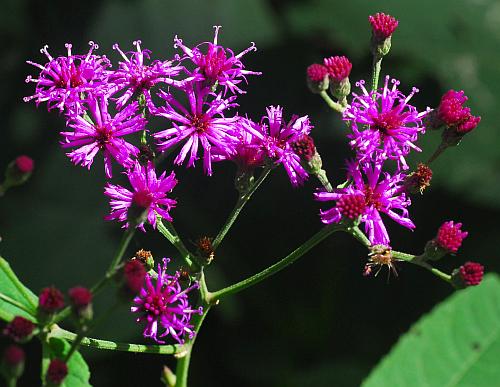 Vernonia_gigantea_inflorescence.jpg