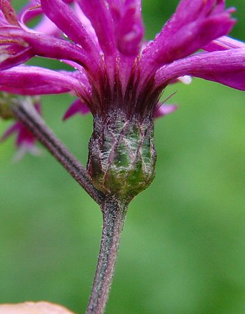 Vernonia_gigantea_involucre.jpg