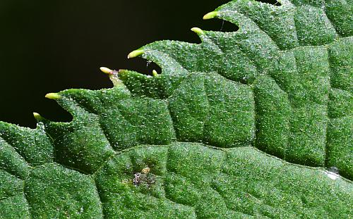 Vernonia_gigantea_leaf1a.jpg