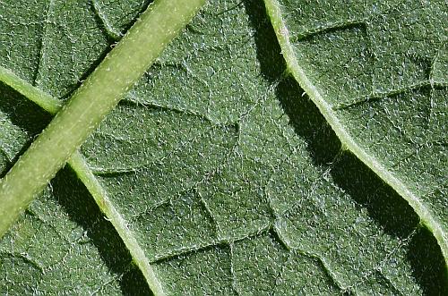Vernonia_gigantea_leaf2a.jpg