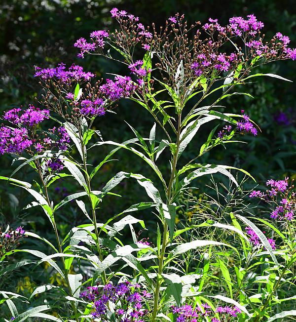 Vernonia_gigantea_plant.jpg