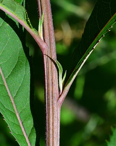 Vernonia_gigantea_stem.jpg