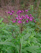 Vernonia gigantea thumbnail