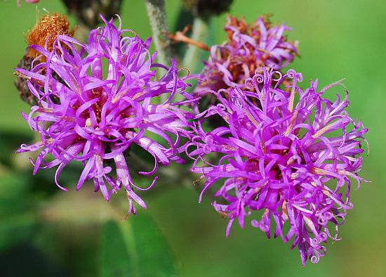 Vernonia_missurica_florets.jpg