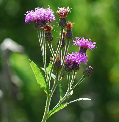 Vernonia_missurica_inflorescence.jpg