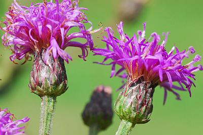 Vernonia_missurica_involucre.jpg