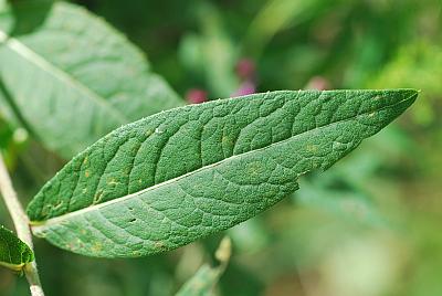 Vernonia_missurica_leaf1.jpg
