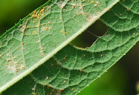 Vernonia_missurica_leaf2.jpg