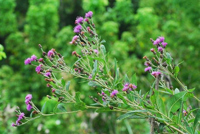 Vernonia_missurica_plant.jpg