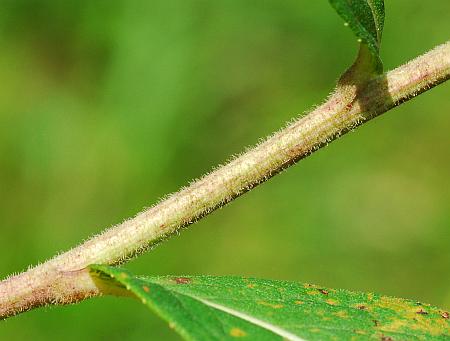 Vernonia_missurica_stem.jpg