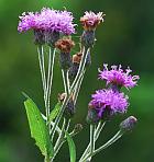 Vernonia missurica thumbnail