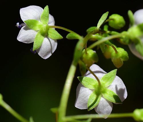 Veronica_americana_calyces.jpg