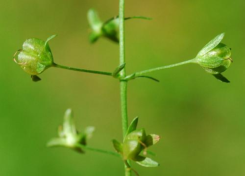 Veronica_americana_fruit.jpg