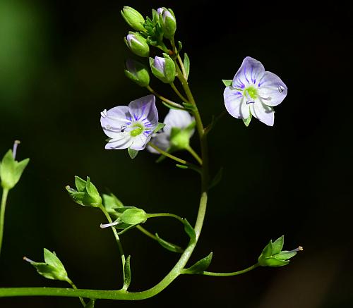 Veronica_americana_inflorescence.jpg