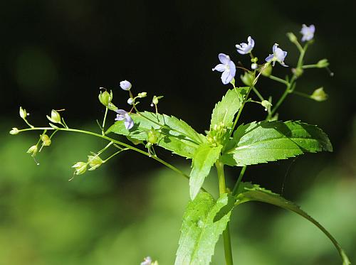 Veronica_americana_inflorescences.jpg