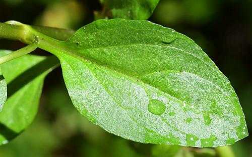 Veronica_americana_leaf1.jpg