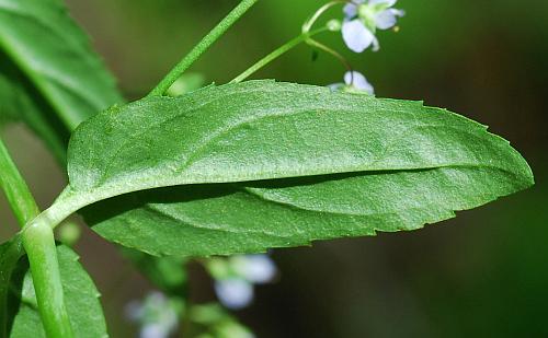 Veronica_americana_leaf2.jpg