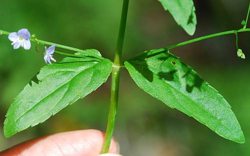 Veronica_americana_leaves.jpg