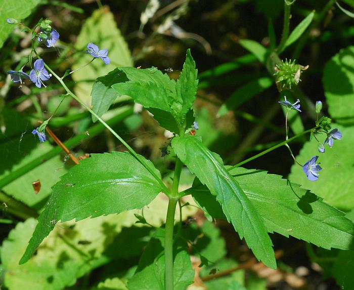 Veronica_americana_plant.jpg