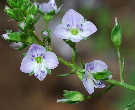 Veronica_anagallis-aquatica_flowers.jpg