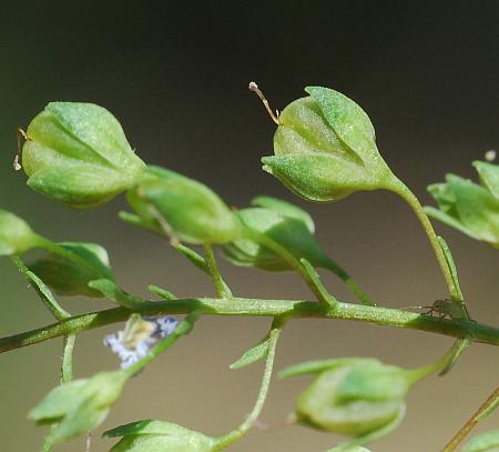 Veronica_anagallis-aquatica_fruits.jpg