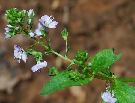 Veronica_anagallis-aquatica_inflorescence2.jpg