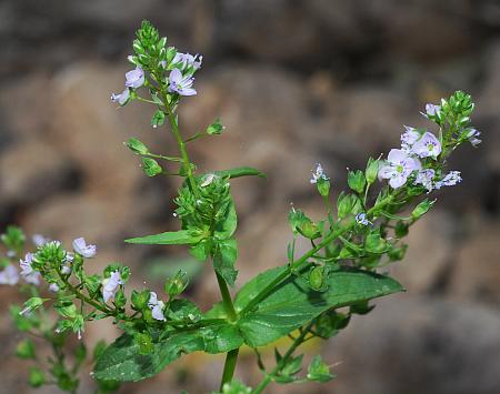 Veronica_anagallis-aquatica_inflorescences.jpg