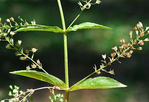 Veronica_anagallis-aquatica_inflorescences2.jpg