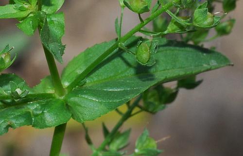 Veronica_anagallis-aquatica_leaf1.jpg