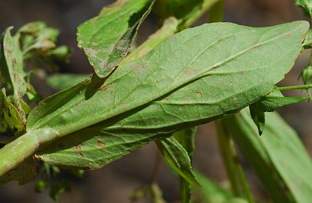 Veronica_anagallis-aquatica_leaf2.jpg