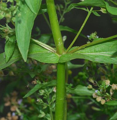 Veronica_anagallis-aquatica_stem.jpg