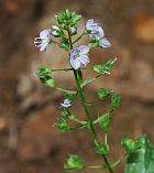 Veronica anagallis-aquatica thumbnail