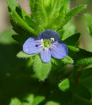 Veronica_arvensis_flower.jpg