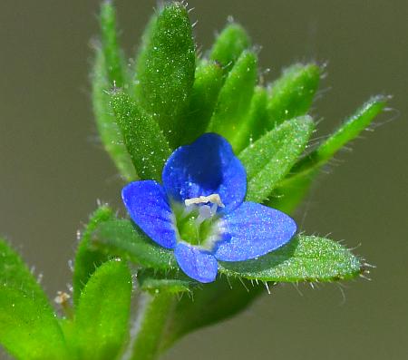 Veronica_arvensis_flower2.jpg