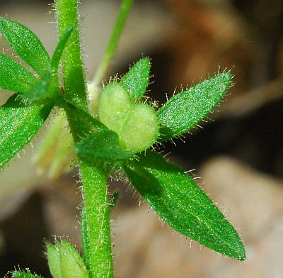 Veronica_arvensis_fruit.jpg