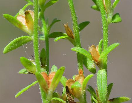 Veronica_arvensis_fruits.jpg