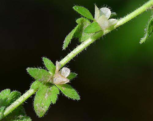 Veronica_arvensis_fruits2.jpg