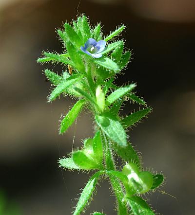 Veronica_arvensis_inflorescence.jpg