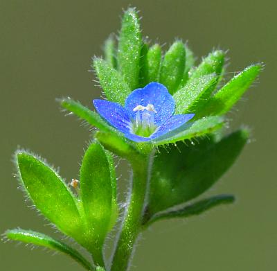 Veronica_arvensis_inflorescence2.jpg