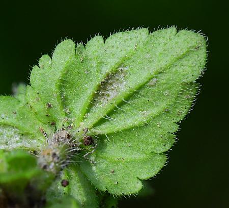 Veronica_arvensis_leaf2.jpg