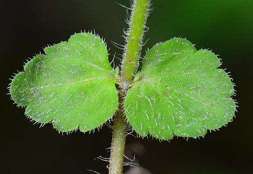 Veronica_arvensis_leaves1.jpg