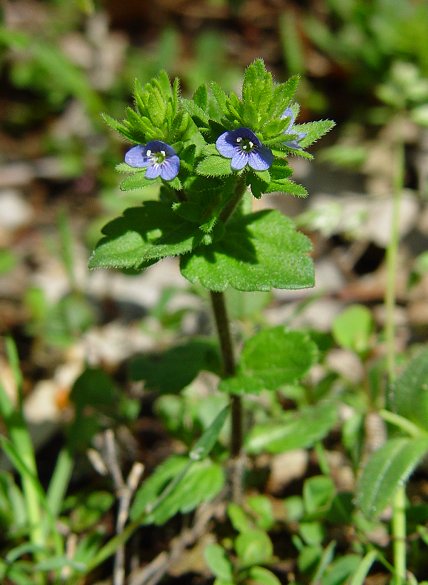 Veronica_arvensis_plant.jpg