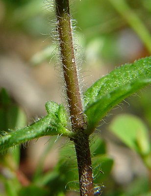 Veronica_arvensis_stem.jpg