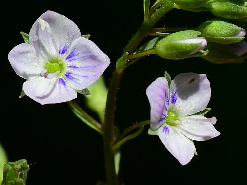 Veronica_catenata_flower.jpg