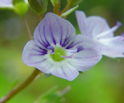 Veronica_catenata_flower_close.jpg