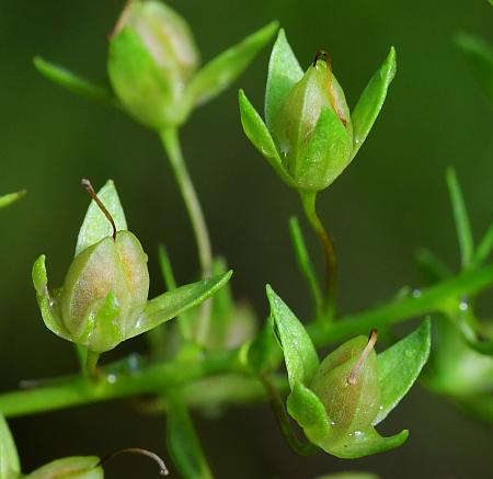 Veronica_catenata_fruits.jpg