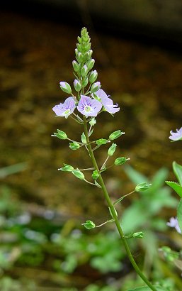 Veronica_catenata_inflorescence.jpg