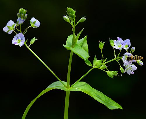 Veronica_catenata_inflorescence2.jpg