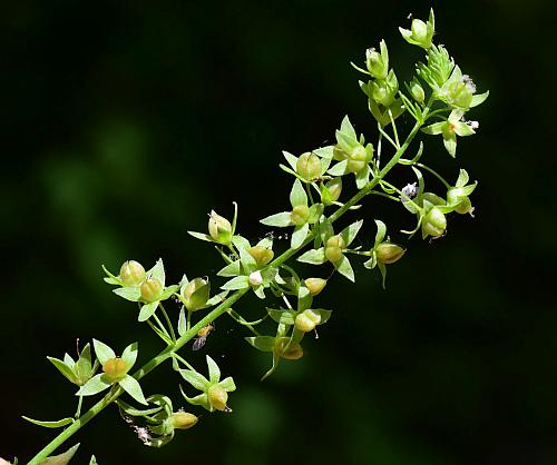 Veronica_catenata_infructescence.jpg