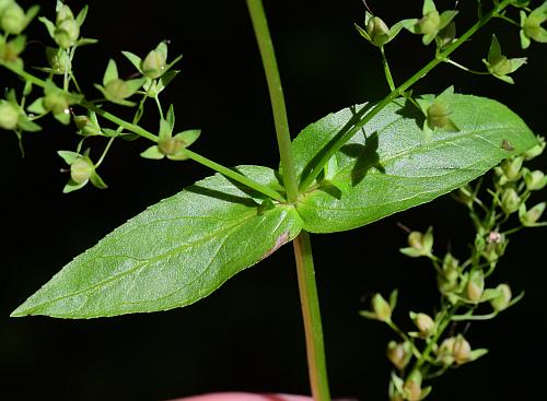 Veronica_catenata_leaf1.jpg